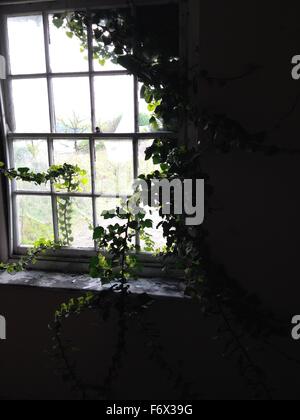 Blick aus einem zerbrochenen Fenster mit Efeu wächst um von innen Stockfoto