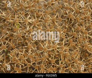 Vergrößerte Ansicht des herbstlichen getrocknete Eryngium Campestre Feld Eryngo Pflanze als natürlichen Hintergrund genannt. Stockfoto