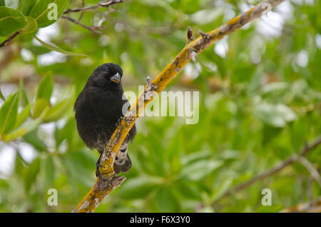 Galapagos Finch, thront auf einem Ast im Tortuga Bay, Santa Cruz Insel männlich. Stockfoto