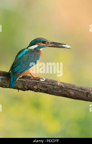 Weiblicher Eisvogel (Alcedo Atthis) thront auf einem Ast vor einem sauberen bunten Hintergrund mit einem Fisch im Schnabel. Stockfoto