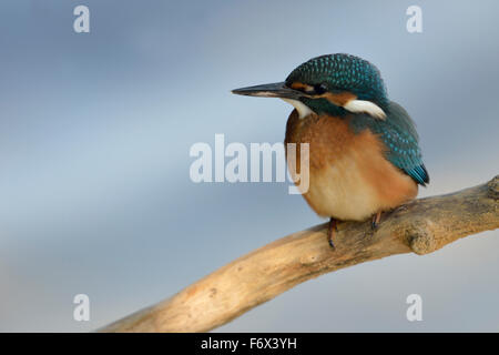 Young-Eisvogel / eurasischen Eisvogel (Alcedo Atthis) hocken auf einem Ast vor einem sauberen, weichen blauen Hintergrund. Stockfoto