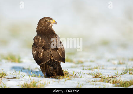 Mäusebussard / Maeusebussard (Buteo Buteo) steht / sitzt / jagt / schaut auf eine schneebedeckte Wiese. Stockfoto