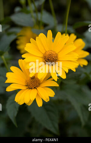 Heliopsis Helianthoides var.scabra Blüten im Herbst. Stockfoto