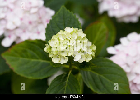 Hortensie blüht im Herbst. Stockfoto