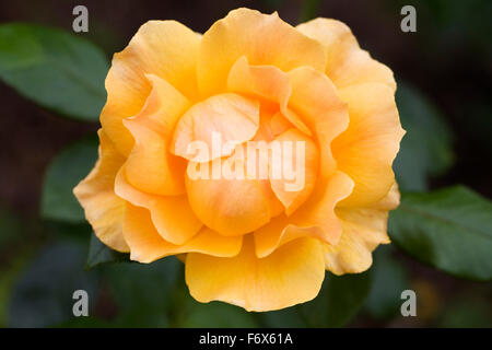 Rosa Easy Going 'Harflow'. Stockfoto