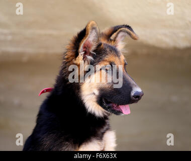 Schöne Welpen Hund Schäferhund fotografiert hautnah Stockfoto