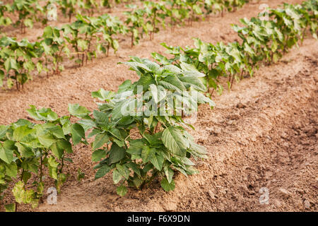 Glyphosat-Ready Palmer Fuchsschwanz gedeihen (unkontrollierten) in Roundup bereit Baumwolle wo Roundup wurde umgesetzt und kontrolliert andere Unkrautarten Stockfoto