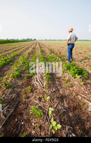 Glyphosat resistent Hauptverbreitungsgebiet (Marestail) wachsen unkontrolliert in Roundup bereit Baumwolle nach einer postemergence Anwendung von Roundup Stockfoto