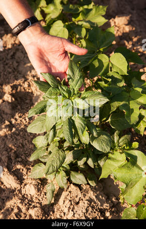 Glyphosat-Ready Palmer Fuchsschwanz gedeihen (unkontrollierten) in Roundup bereit Baumwolle wo Roundup wurde umgesetzt und kontrolliert andere Unkrautarten Stockfoto