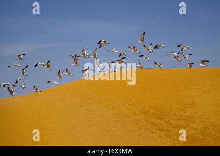 Eine Herde von Möwen ergreift die Flucht nach der Fütterung auf einem Hügel der verarbeiteten Mais (Corn Gluten Essen) verwendet für Vieh und Hühnerfutter, Imperial Valley Stockfoto