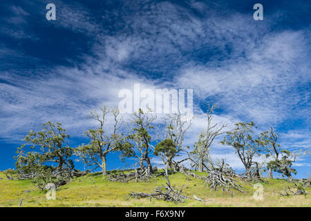 Lebende und Tote Koa Bäume (Akazie Koa) gegen Himmel von Cirrocumulus Wolken Weg Mana in Hamakua Bezirk Stockfoto