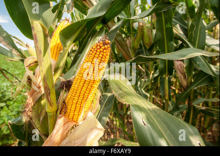 Ausgelöster Feld Mais; Clear Spring, Maryland, Vereinigte Staaten von Amerika Stockfoto