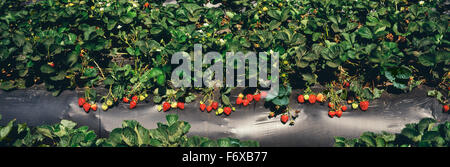 Nahaufnahme der Zeilen von Erdbeerpflanzen mit Reife und unreife Beeren auf schwarzem Kunststoff, Salinas Valley Stockfoto