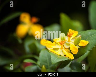 Blume des Ochna Kirkii Oliv., Familie Ochnaceae, gemeinsame Name Mickey mouse Pflanzen. Stockfoto