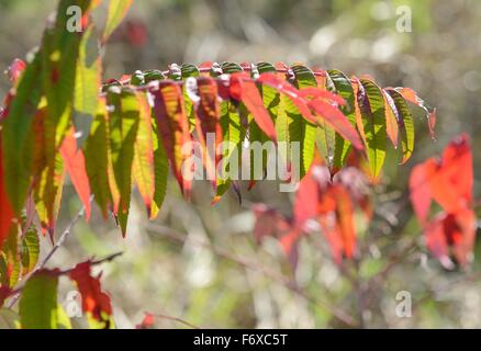 Glatte Sumac Bäume im Herbst Stockfoto