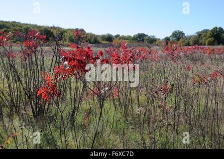 Glatte Sumac Bäume im Herbst Stockfoto