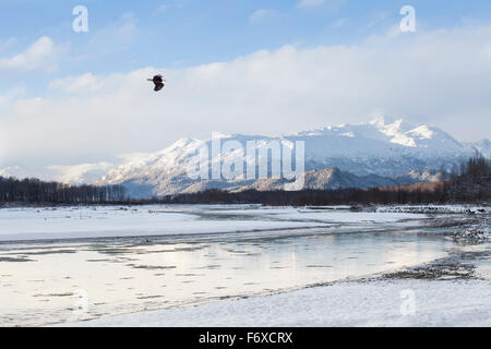 Weißkopf-Seeadler fliegen über den Chilkat River im frühen Winter in der Nähe von Sunset. Stockfoto