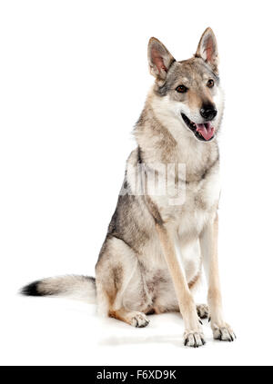 Tschechoslowakische Wolf oder Wolf-Hund, ein Hybrid zwischen einem deutschen Schäferhund und Karpatenwolf Stockfoto