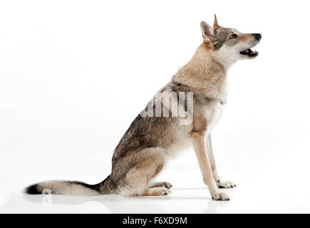 Tschechoslowakische Wolf-Hund, ein Hybrid zwischen einem deutschen Schäferhund und Karpatenwolf Stockfoto