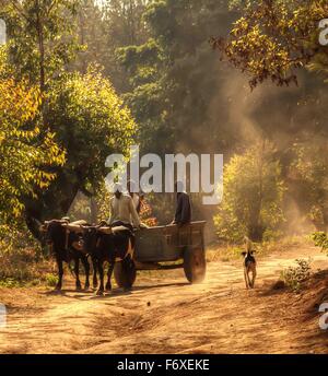 Drei Männer sitzen im Ochsenkarren vorbereiten, Brennholz aus Chongoni Wald in der Nähe von Flugfeld, Malawi, Afrika zu tragen Stockfoto