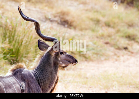 Große Kudu Specie Tragelaphus Strepsiceros Familie der Horntiere Stockfoto