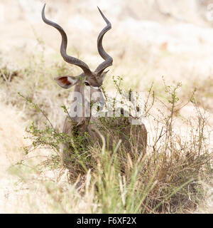 Große Kudu Specie Tragelaphus Strepsiceros Familie der Horntiere Stockfoto