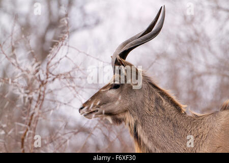 Große Kudu Specie Tragelaphus Strepsiceros Familie der Horntiere Stockfoto