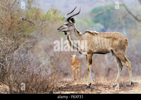 Große Kudu Specie Tragelaphus Strepsiceros Familie der Horntiere Stockfoto