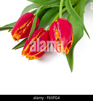 Frühling-Bouquet von roten Tulpen isoliert auf weißem Hintergrund Stockfoto