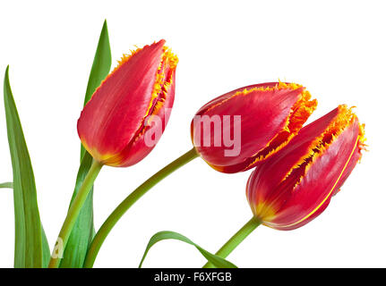 Frühling-Bouquet von roten Tulpen isoliert auf weißem Hintergrund Stockfoto