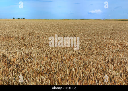 Wheat field and the blue sky Stockfoto