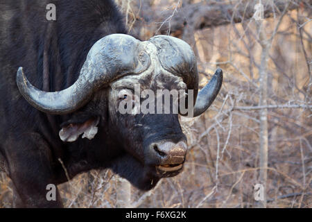 Afrikanische Wilde Büffel Specie Syncerus Caffer Familie der Horntiere Stockfoto