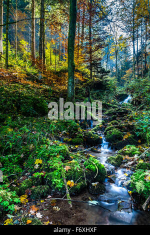 Kleiner Bach in einem herbstlichen Buchenwald (Fagus Sylvatica), Kandel Berg, Schwarzwald, Freiburg Im Breisgau Stockfoto