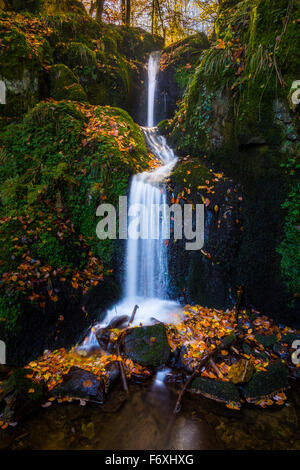 Kleiner Bach in einem herbstlichen Buchenwald (Fagus Sylvatica) mit einem Wasserfall, Kandel-Berg, Schwarzwald, Freiburg Im Breisgau Stockfoto