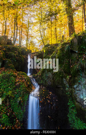 Kleiner Bach in einem herbstlichen Buchenwald (Fagus Sylvatica) mit einem Wasserfall, Kandel-Berg, Schwarzwald, Freiburg Im Breisgau Stockfoto