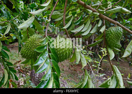 Soursop (Annona Muricata) Obst, Heilpflanze, Insel Mahé, Seychellen Stockfoto