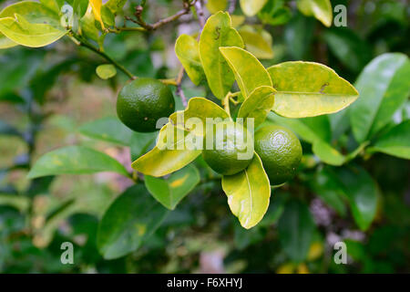 Bitterorange (Citrus × Aurantium), Insel Mahé, Seychellen Stockfoto