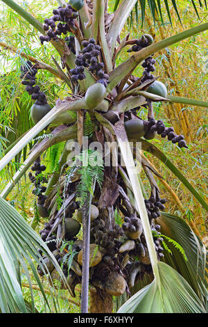 Meer-Kokosnuss, auch Coco de Mer oder Double Coconut (Lodoicea Maldivica), Insel Mahé, Seychellen Stockfoto