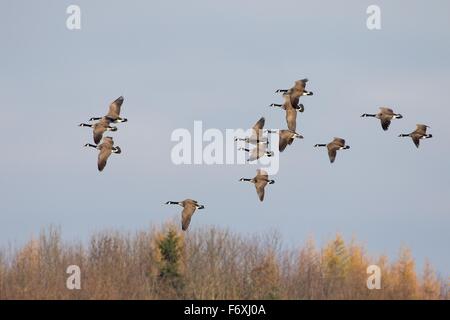 Kanadagans (Branta Canadensis), fliegen, Hessen, Deutschland Stockfoto