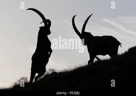 Alpensteinbock, Nationalpark Hohe Tauern, Kärnten, Österreich, Europa / Capra Ibex Stockfoto