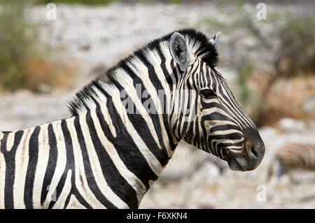 Porträt eines Zebras horizontal in einem namibischen Park fotografiert Stockfoto