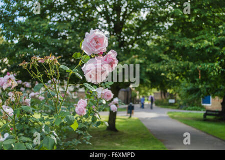 Rosa Rosen im wind Stockfoto