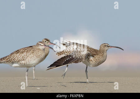 Dehnung der Regenbrachvogel (Numenius Phaeopus) Stockfoto