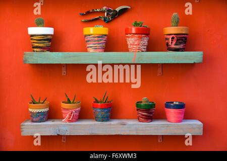 Ein Regal voller Kakteen in Blumentöpfe sauber Stockfoto