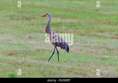 Sandhill Kran auf grünen Rasen Hintergrund Stockfoto