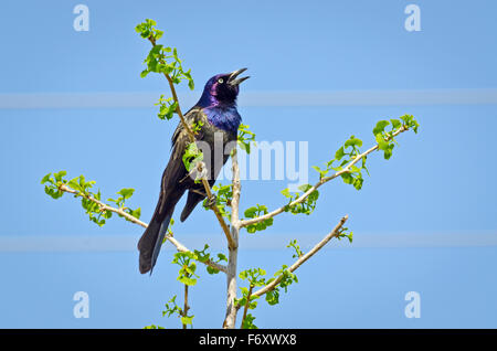 Gemeinsamen Grackle Baum oben im Frühling Stockfoto