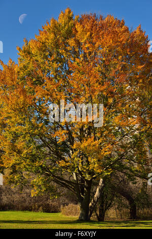 Wechselnden Farben eines amerikanische Buche Baum in einem Park von Toronto im Herbst mit Halbmond Stockfoto