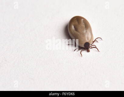 Engorged weibliche Blacklegged Rotwildhäckchen Draufsicht das Weißbuch Stockfoto