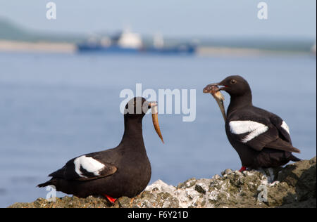 Pare (Cepphus Columba) Taube Trottellummen mit Lanze Sand (Ammodytes). Kommandeurs-Inseln. Kamtschatka Stockfoto