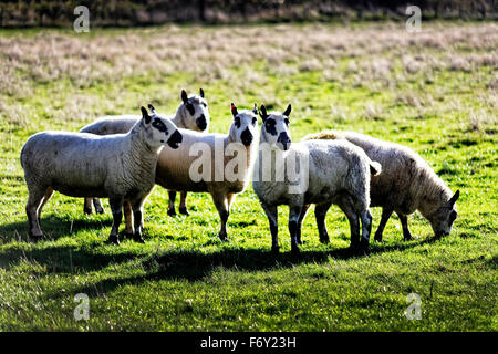 Neugierige Schafe in der Nähe von Herefordshire Dorf von Avenbury. Sie haben schwarze Augen, schwarze Ohren und schwarze Mund. Stockfoto